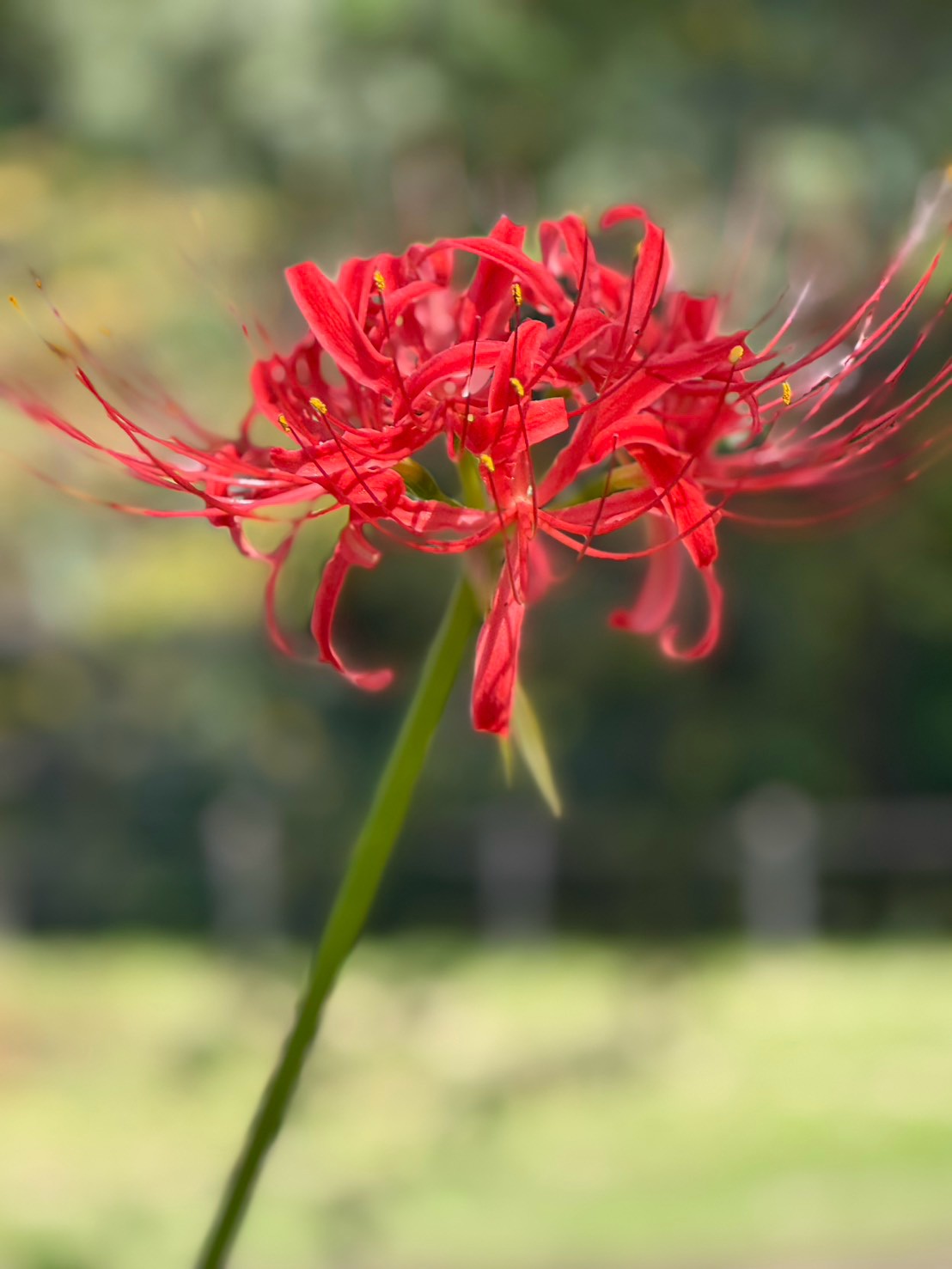 権現堂の曼殊沙華